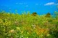 Giant Hogweed, anemones, buttercups and white daisies in the meadow against blue sky Royalty Free Stock Photo