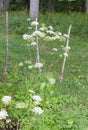 Giant hogweed from the Apiaceae Umbelliferae plant in humid meadow Royalty Free Stock Photo