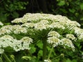 Giant Hogweed is both toxic and beautiful