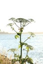 A giant hogweed