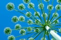 Giant hogweed cow-grass grows towards the sun, bottom view Royalty Free Stock Photo