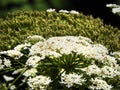 Giant Hogweed dangerous flower head cluster