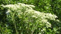 Giant hogweed, dangerous neophyte in a medaow in Germany