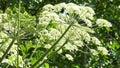 Giant hogweed, dangerous neophyte in a medaow in Germany