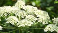 Giant hogweed, dangerous neophyte in a medaow in Germany