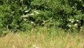 Giant hogweed, dangerous neophyte in a medaow in Germany