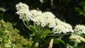 Giant hogweed, dangerous neophyte in a medaow in Germany