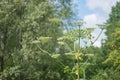 Giant hogweed dangerous poisonous plant Royalty Free Stock Photo