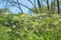 Giant hogweed dangerous poisonous plant Royalty Free Stock Photo