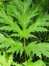 Giant Hogweed dangerous stalk and leaf ID Royalty Free Stock Photo