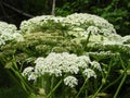 Giant Hogweed flower clusters beautiful but dangerous