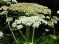 Giant Hogweed flower heads on sturdy stems