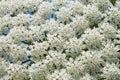 Giant Hogweed flowering, close-up Royalty Free Stock Photo