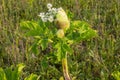 Giant Hogweed, a giant hogweed against blue sky Royalty Free Stock Photo