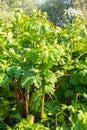 Giant Hogweed, a giant hogweed against blue sky, Royalty Free Stock Photo