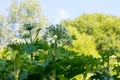 Giant Hogweed, a giant hogweed against blue sky, Royalty Free Stock Photo