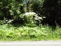 Giant Hogweed grows along NYS roadside and ditches