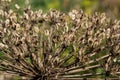 Giant Hogweed Heracleum mantegazzianum against the blue sky. Dry hogweed with huge baskets of seeds. Baskets of a large giant Royalty Free Stock Photo