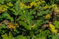 Giant Hogweed Heracleum mantegazzianum against the blue sky. Dry hogweed with huge baskets of seeds. Baskets of a large giant Royalty Free Stock Photo