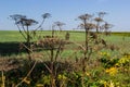 Giant Hogweed Heracleum mantegazzianum against the blue sky. Dry hogweed with huge baskets of seeds. Baskets of a large giant Royalty Free Stock Photo