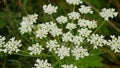 Bloom giant hogweed Heracleum mantegazzianum flower blossom cartwheel-flower, western honey bee flying insects blooming Royalty Free Stock Photo