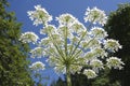 Giant Hogweed (Heracleum mantegazzianum) Royalty Free Stock Photo