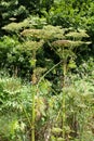 Giant Hogweed Heracleum mantegazzianum in nature Royalty Free Stock Photo