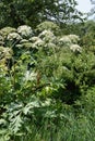 Giant hogweed Heracleum mantegazzianum Royalty Free Stock Photo