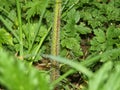 Giant hogweed (Heracleum mantegazzianum) stem Royalty Free Stock Photo