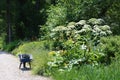 Giant hogweed Heracleum mantegazzianum