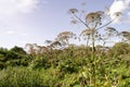 Giant Hogweed Heracleum mantegazzinanum. Lush Wild Giant Hogweed plant with huge baskets of seeds. Free-standing large