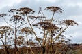 A giant Hogweed inflorescence against blue sky in autumn. old dry flowers. Latin name: heracleum sphondylium Royalty Free Stock Photo