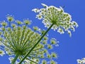 Giant Hogweed, in Latin: heracleum sphondylium Royalty Free Stock Photo