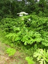 Giant Hogweed leaves blend in with surrounding vegetation