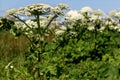 Giant Hogweed, plant of Giant Hogweed growing in field, Heracleum. large plant in foreground