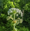 Giant Hogweed plant with seed pods