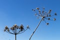 Giant Hogweed seed heads Royalty Free Stock Photo