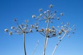 Giant Hogweed seed heads Royalty Free Stock Photo