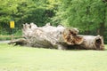 Giant hollow tree trunk near castle Pohansko, Lednice, Czech republic