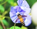 Giant honeybee (Apis dorsata) collecting pollen on Morning glory flower.