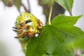 The giant horned caterpillar of the Royal Walnut Moth, Regal Moth or Hickory Horned Devil, Citheronia regalis on a leaf.