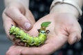 The giant horned caterpillar of the Royal Walnut Moth, Regal Moth or Hickory Horned Devil, Citheronia regalis on a woman`s hand.