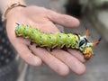 The giant horned caterpillar of the Royal Walnut Moth, Regal Moth or Hickory Horned Devil, Citheronia regalis on a woman`s hand.