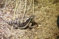 Giant Horned Lizard (Phrynosoma asio)