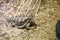 Giant Horned Lizard (Phrynosoma asio) Royalty Free Stock Photo