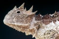 Giant horned lizard / Phrynosoma asio