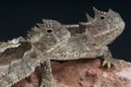 Giant horned lizards / Phrynosoma asio