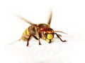 Giant hornet Royalty Free Stock Photo