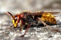 Giant hornet Royalty Free Stock Photo