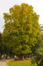 Giant horse chestnut tree